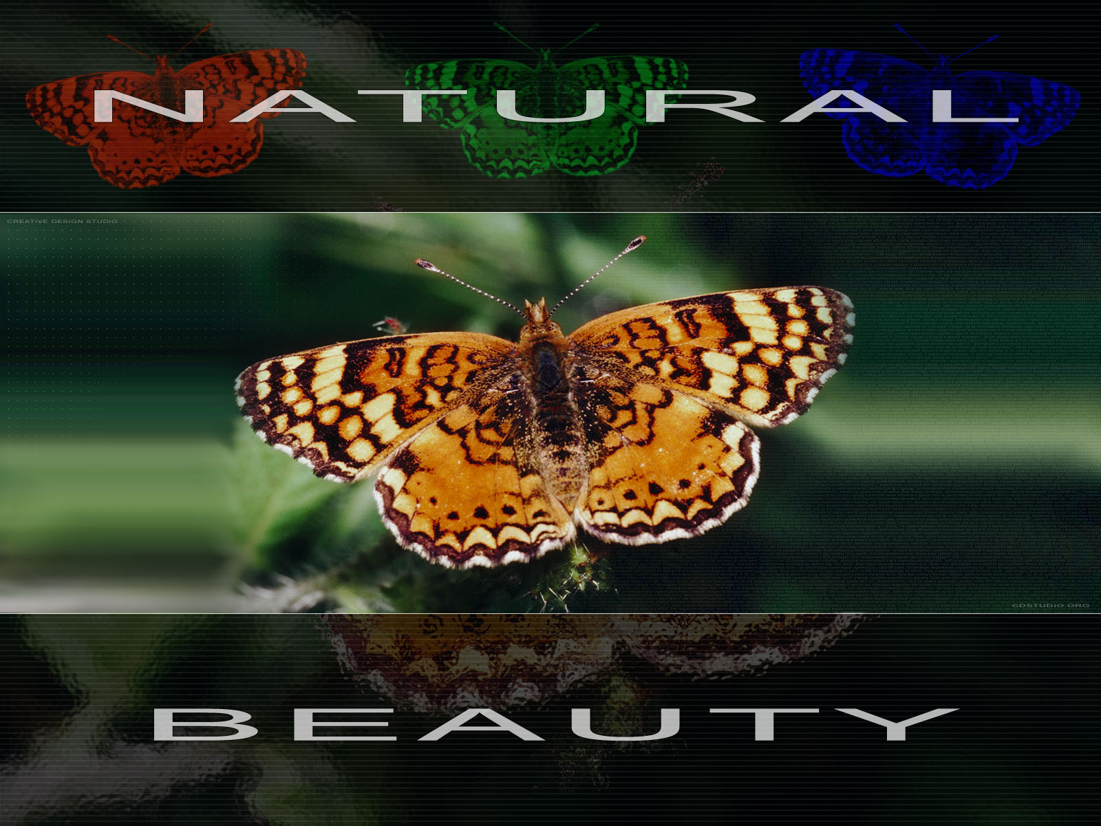 Natural Beauty